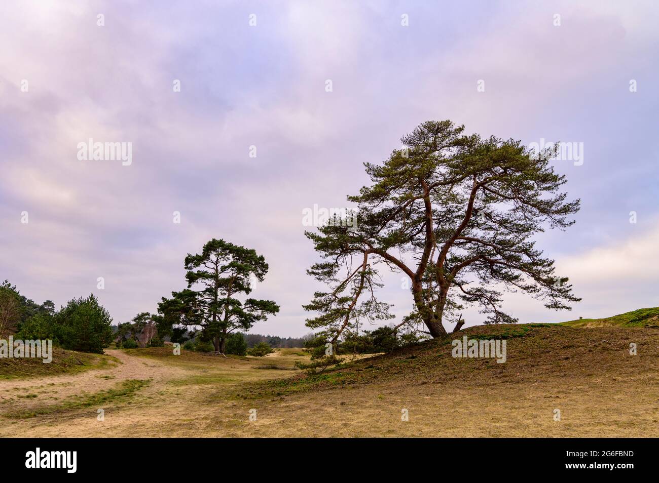 Lone Pine alberi in un paesaggio sabbioso con dune di sabbia coperte di erba Foto Stock