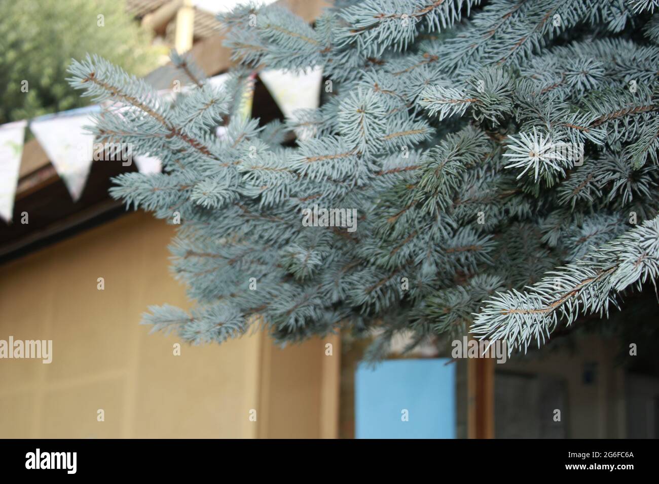 Meravigliosa struttura di Abete Blu, albero di Natale. Foto Stock