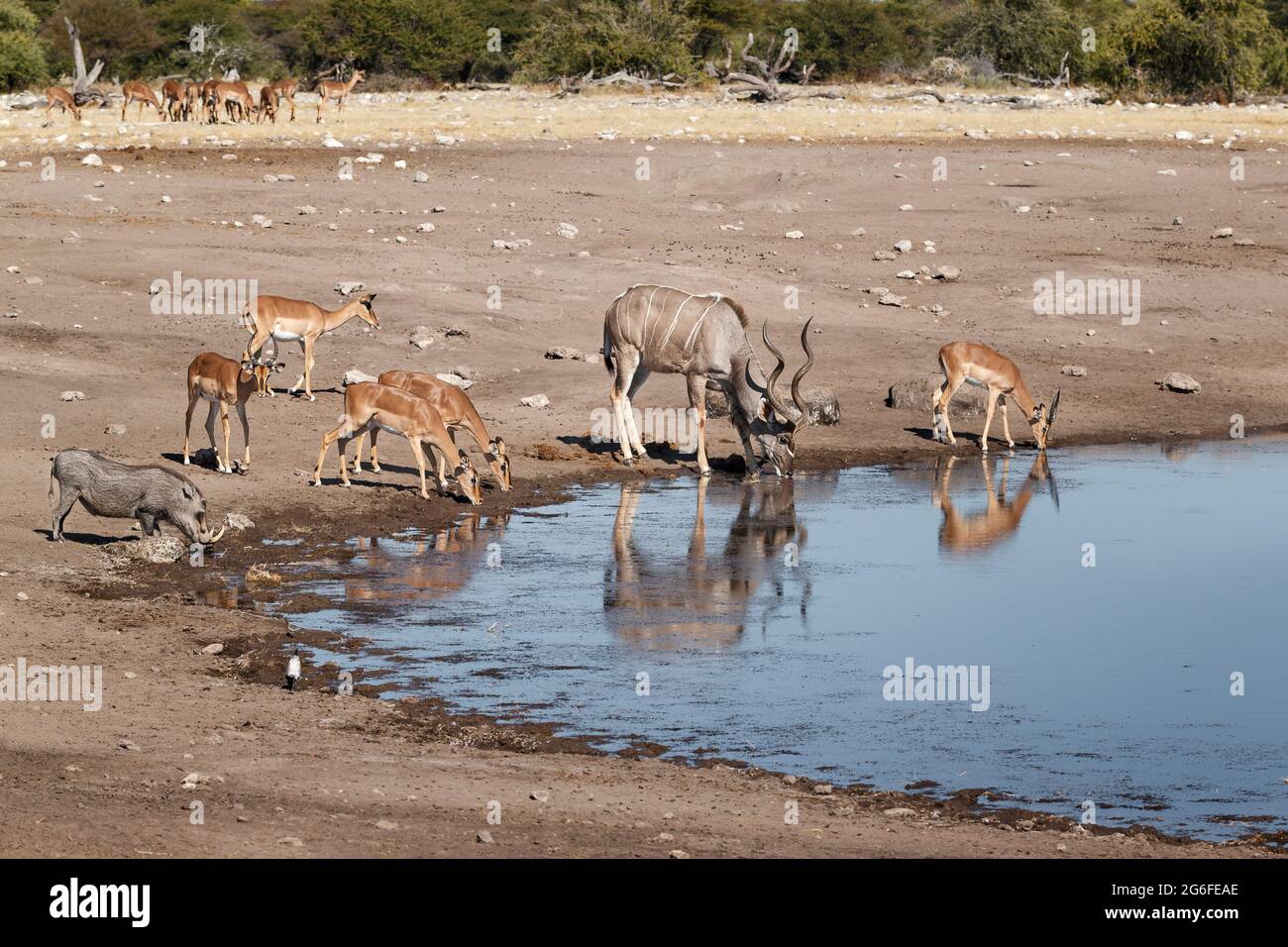 Kudu, Warthog, Impala mescolano gli animali al waterhole. Parco Nazionale di Etosha, Namibia, Africa Foto Stock