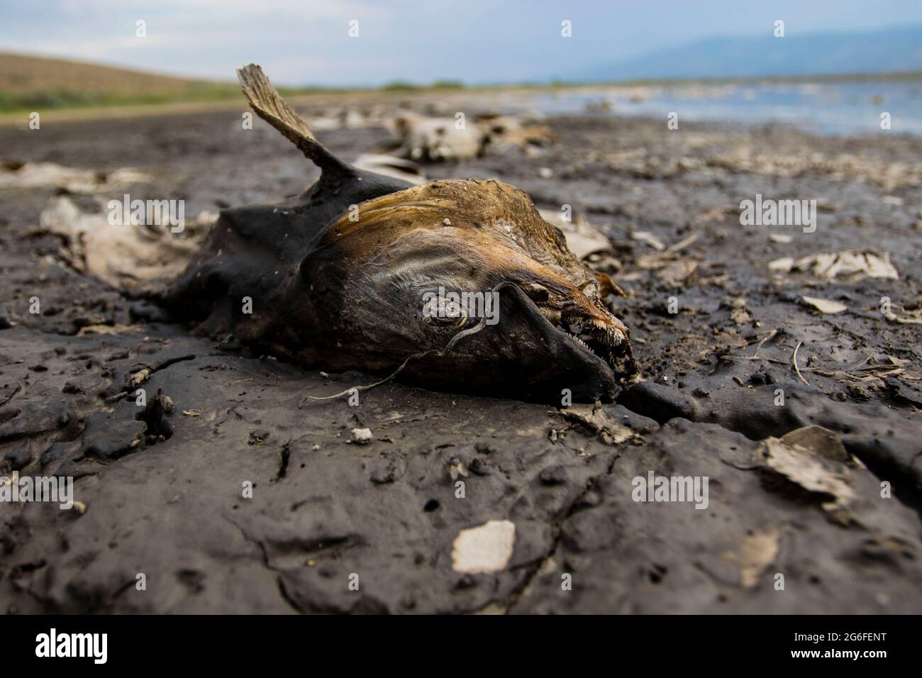 Nevada, Stati Uniti. 03 luglio 2021. Dead carpa pesce litterer la riva di un po 'di essiccazione Washoe Lake.As la siccità continua sulla costa occidentale lago livelli di goccia, e non sono più in grado di sostenere il pesce. Credit: SOPA Images Limited/Alamy Live News Foto Stock