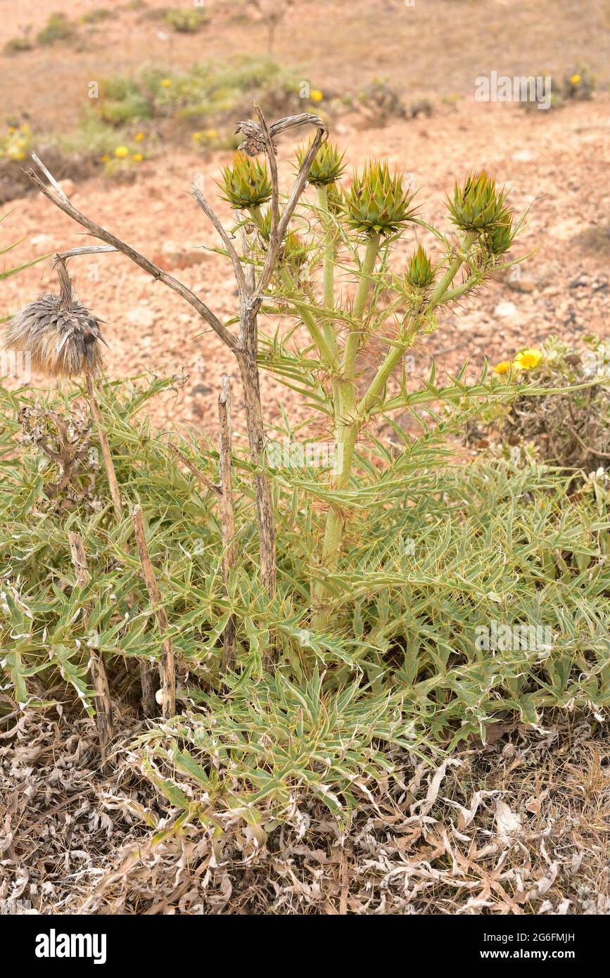 Il cardo selvatico (Cynara cardunculus) è una pianta erbacea perenne. Questa foto è stata scattata a Lanzarote, Isole Canarie, Spagna. Foto Stock