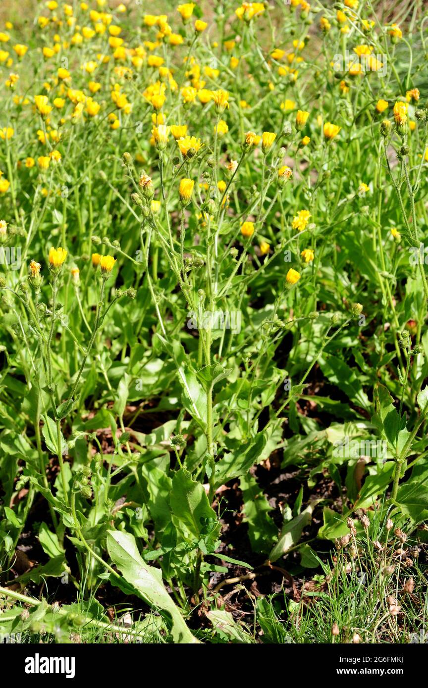 Hieracium ampexicaule è un'erba perenne originaria dell'Europa sudoccidentale e del Nord Africa. Foto Stock