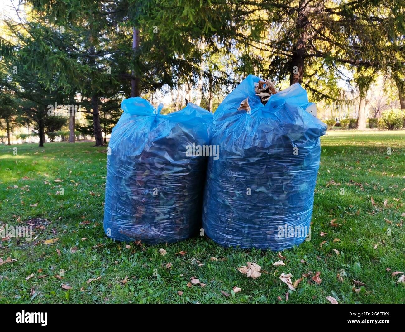 Pulizia ambientale. Asciughi le foglie in un sacchetto di immondizia. Foglie che cadono dagli alberi in autunno. Foglie secche. Foto Stock