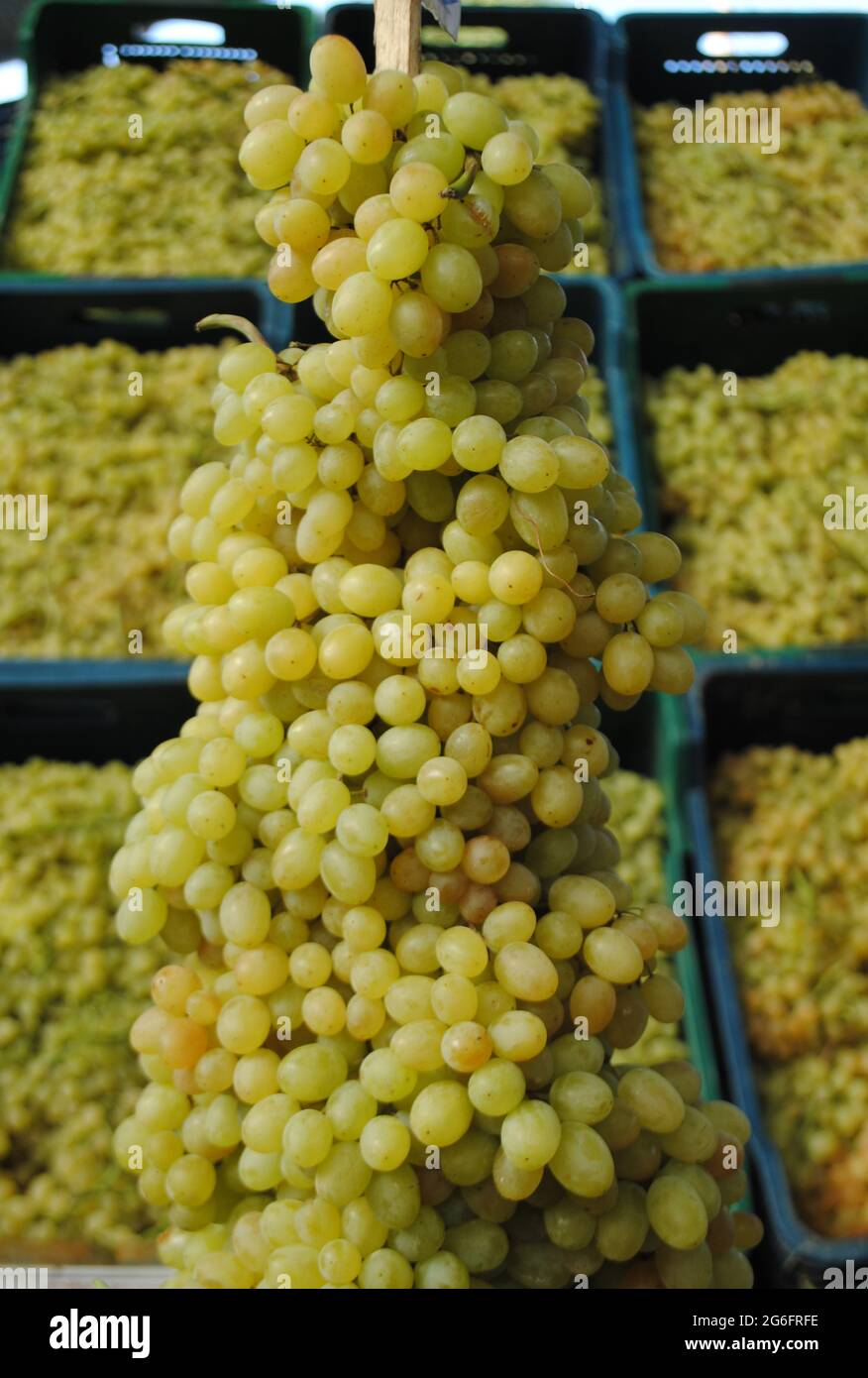 Uva. Uve gialle e senza semi. Un grappolo di uva. Foto Stock
