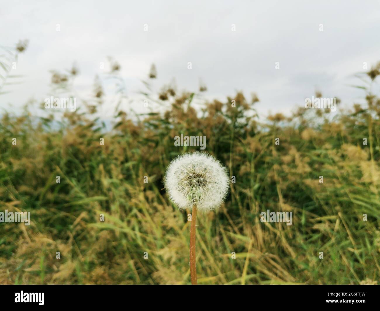 Dente di leone pianta, canne e cielo sullo sfondo. Foto Stock