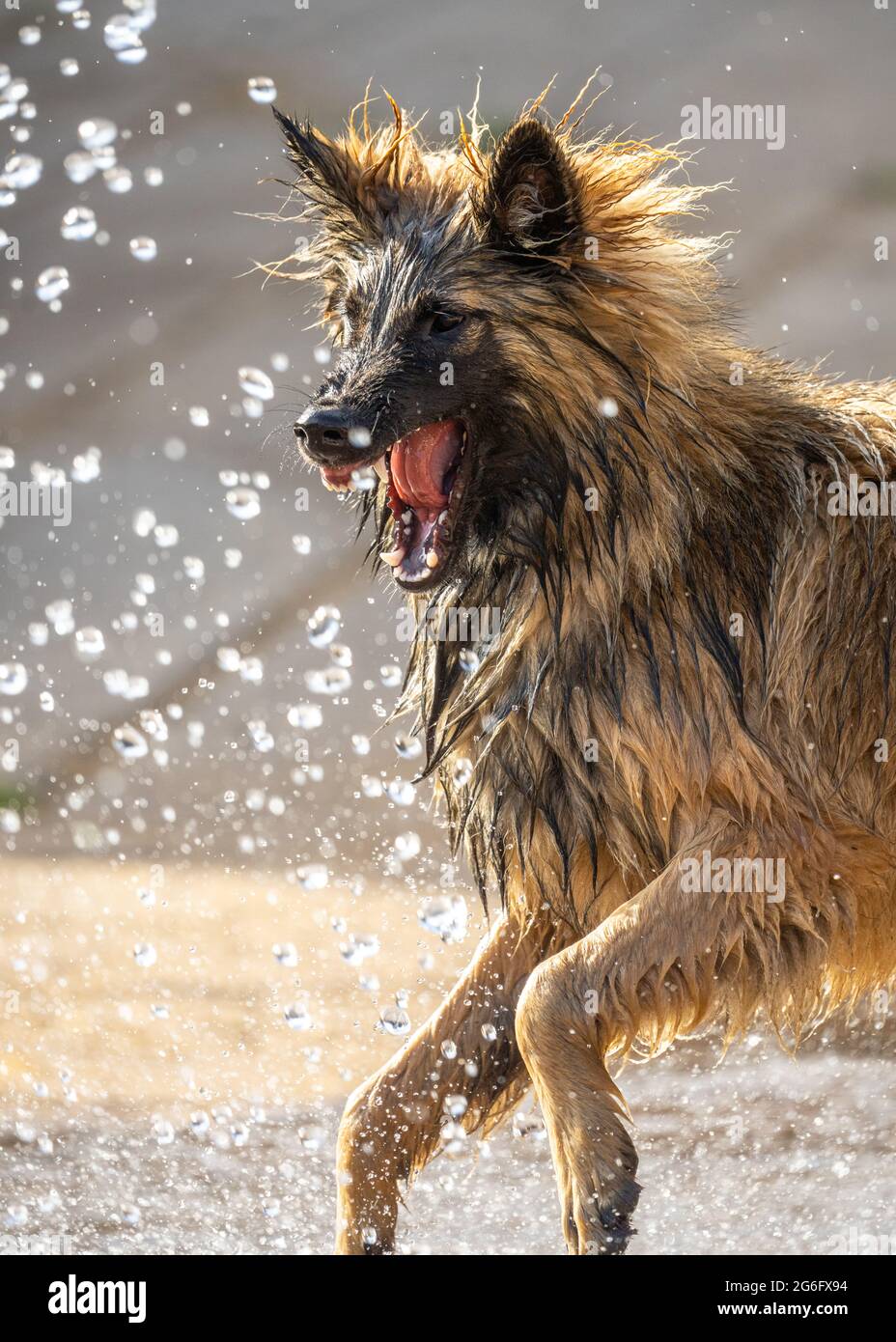 Cane cucciolo alsaziano Pastore tedesco cercando feroci denti cuscinetto cercando di attaccare l'acqua dal tubo flessibile. I denti del canino affilati si avvicinano al cane di protezione Foto Stock
