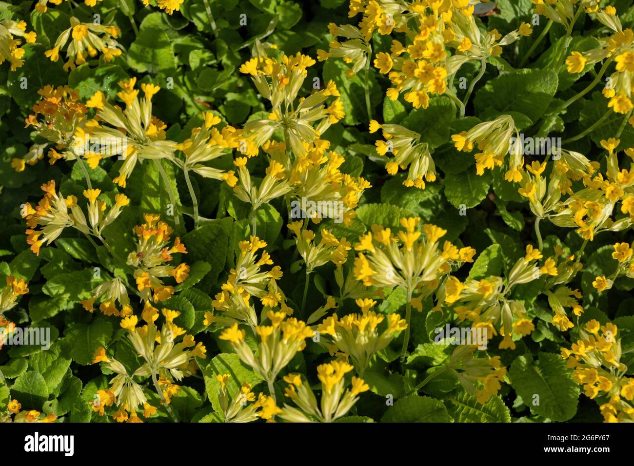 Primula veris L. comune cowslip, o fiori gialli di primula, famiglia: Primulaceae, regione: Europa e Asia occidentale Foto Stock