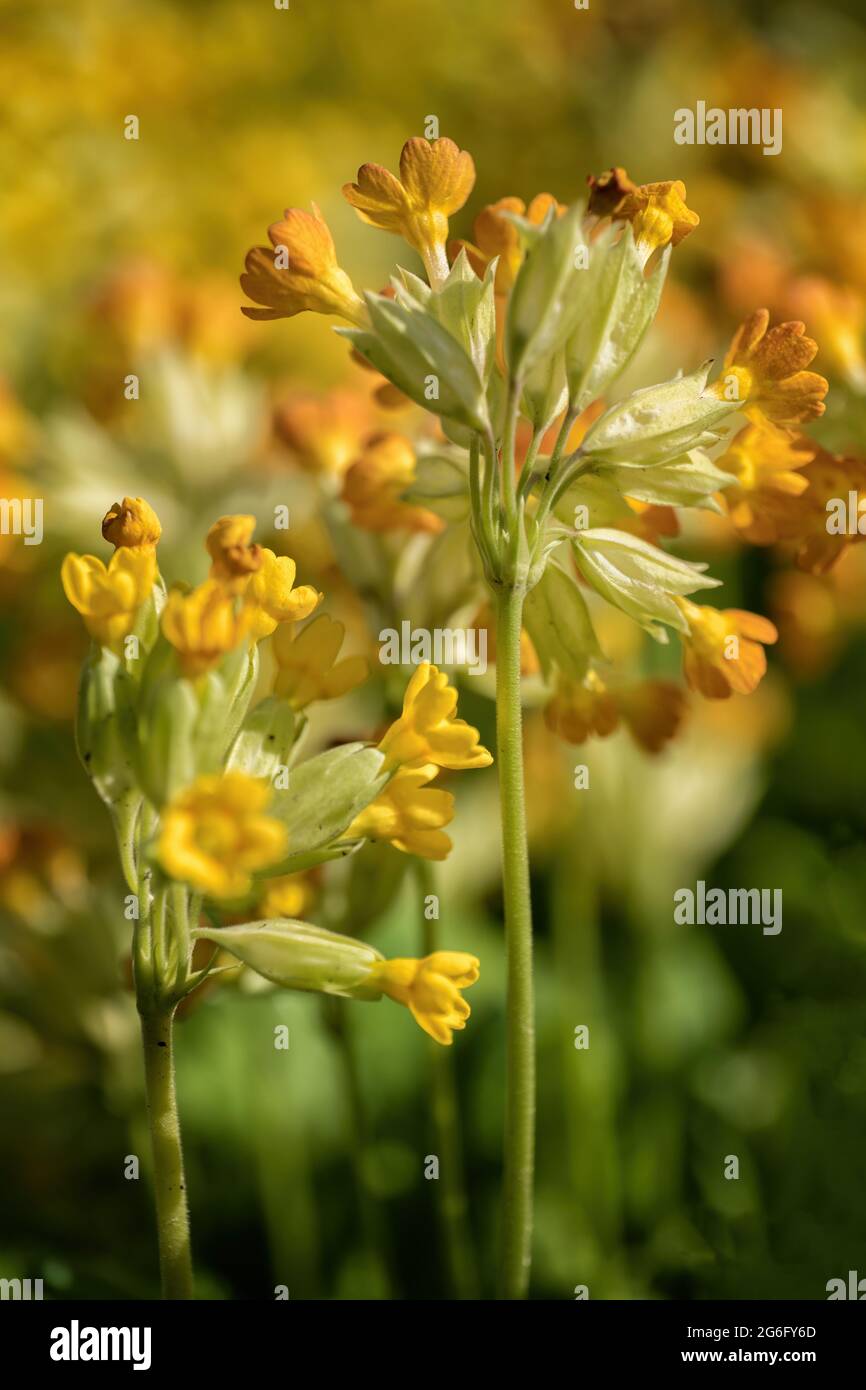 Primula veris L. comune cowslip, o fiori gialli di primula, famiglia: Primulaceae, regione: Europa e Asia occidentale Foto Stock