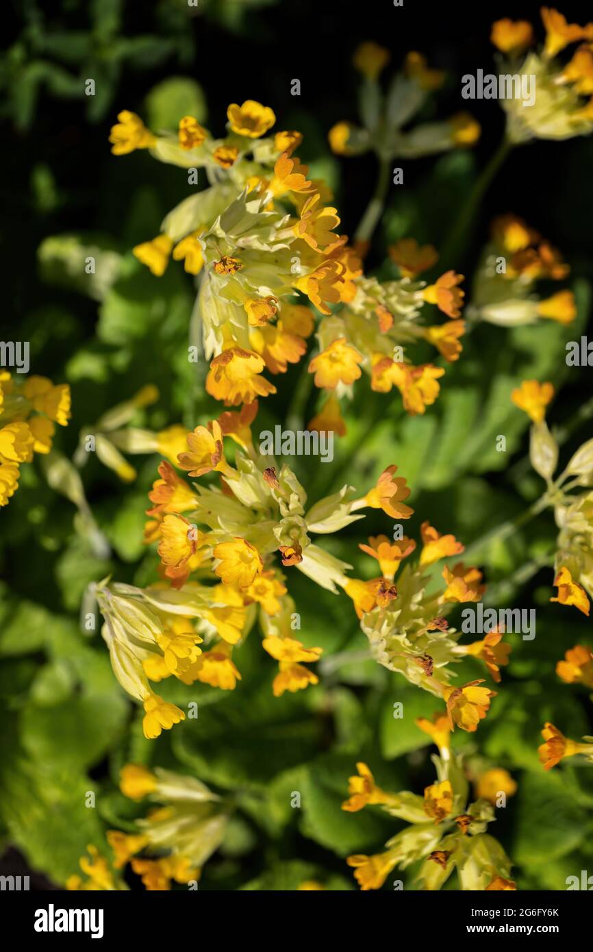 Primula veris L. comune cowslip, o fiori gialli di primula, famiglia: Primulaceae, regione: Europa e Asia occidentale Foto Stock