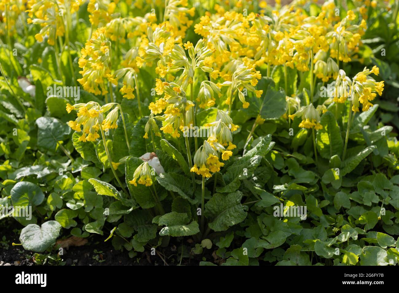Primula veris L. comune cowslip, o fiori gialli di primula, famiglia: Primulaceae, regione: Europa e Asia occidentale Foto Stock
