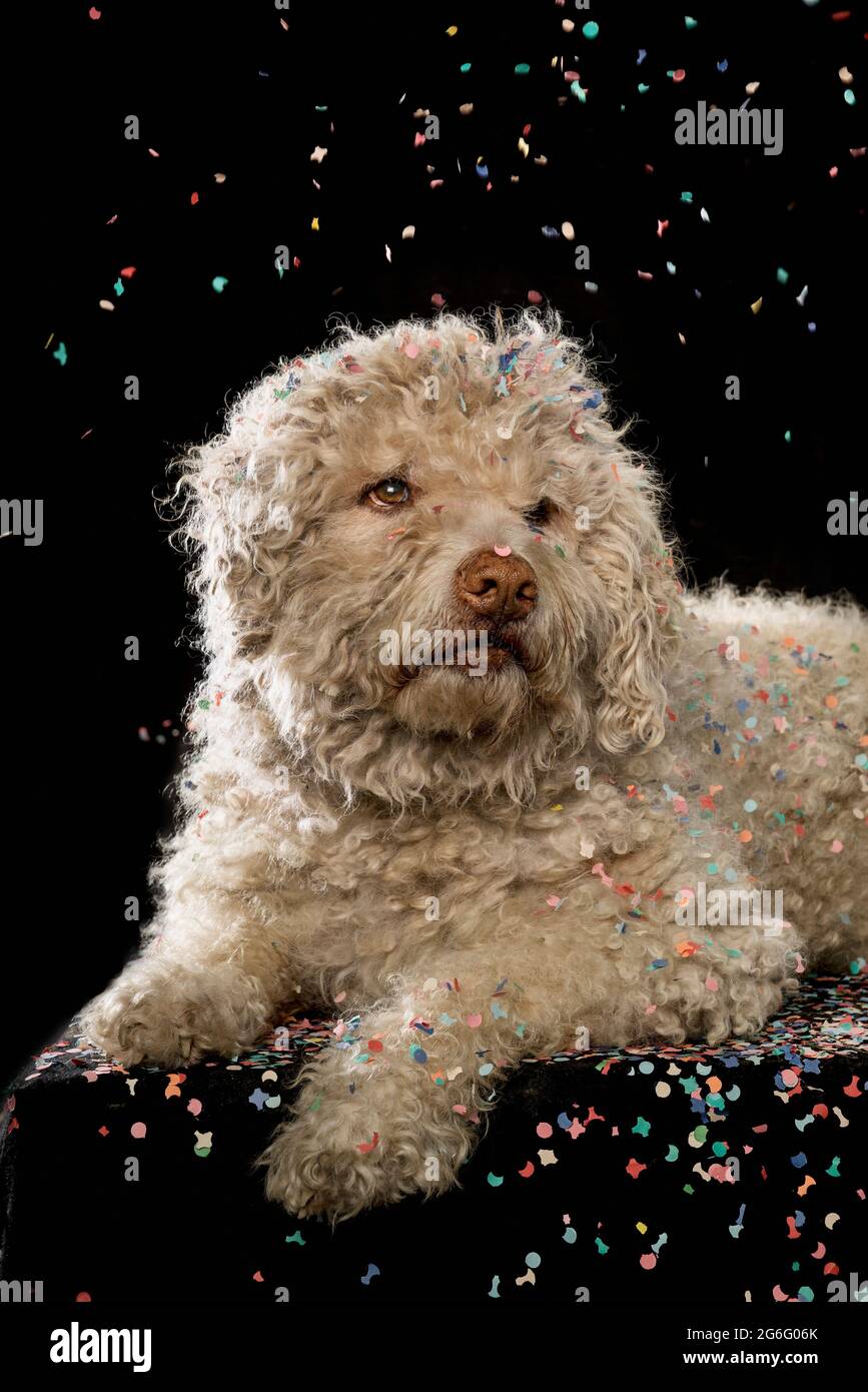 I confetti cadono sul cane su sfondo nero Foto Stock