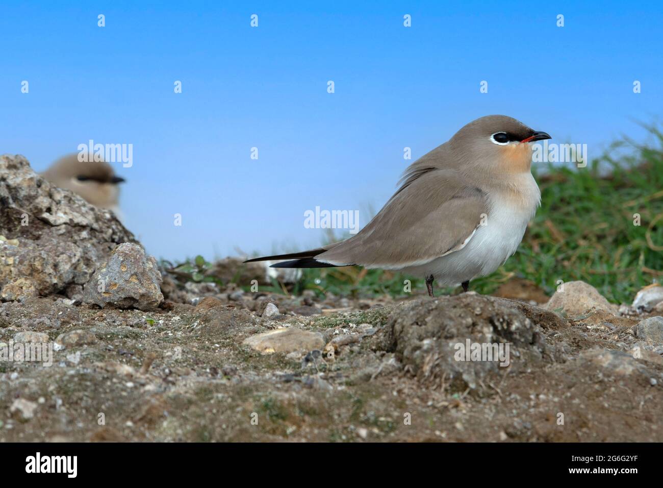 Il piccolo pratincole, piccolo pratincole, o piccolo pratincole indiano, Lareola lactea, India Foto Stock