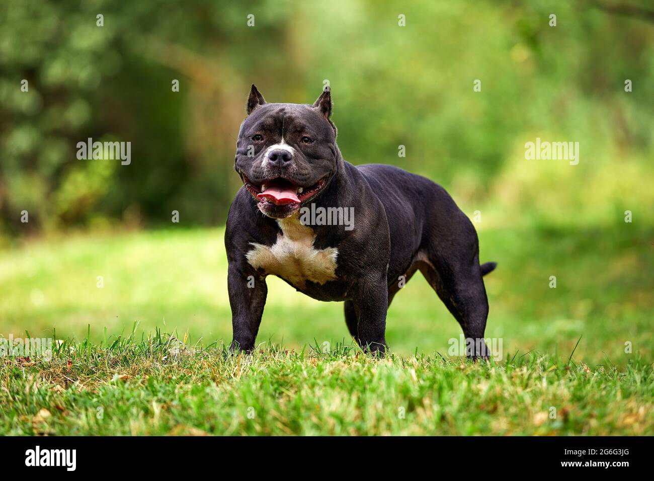 Nero femmina americano bully sul prato, in posa bella per la macchina fotografica tutta la grazia e la potenza del corpo, copie di spazio, una passeggiata con gli Ameri Foto Stock