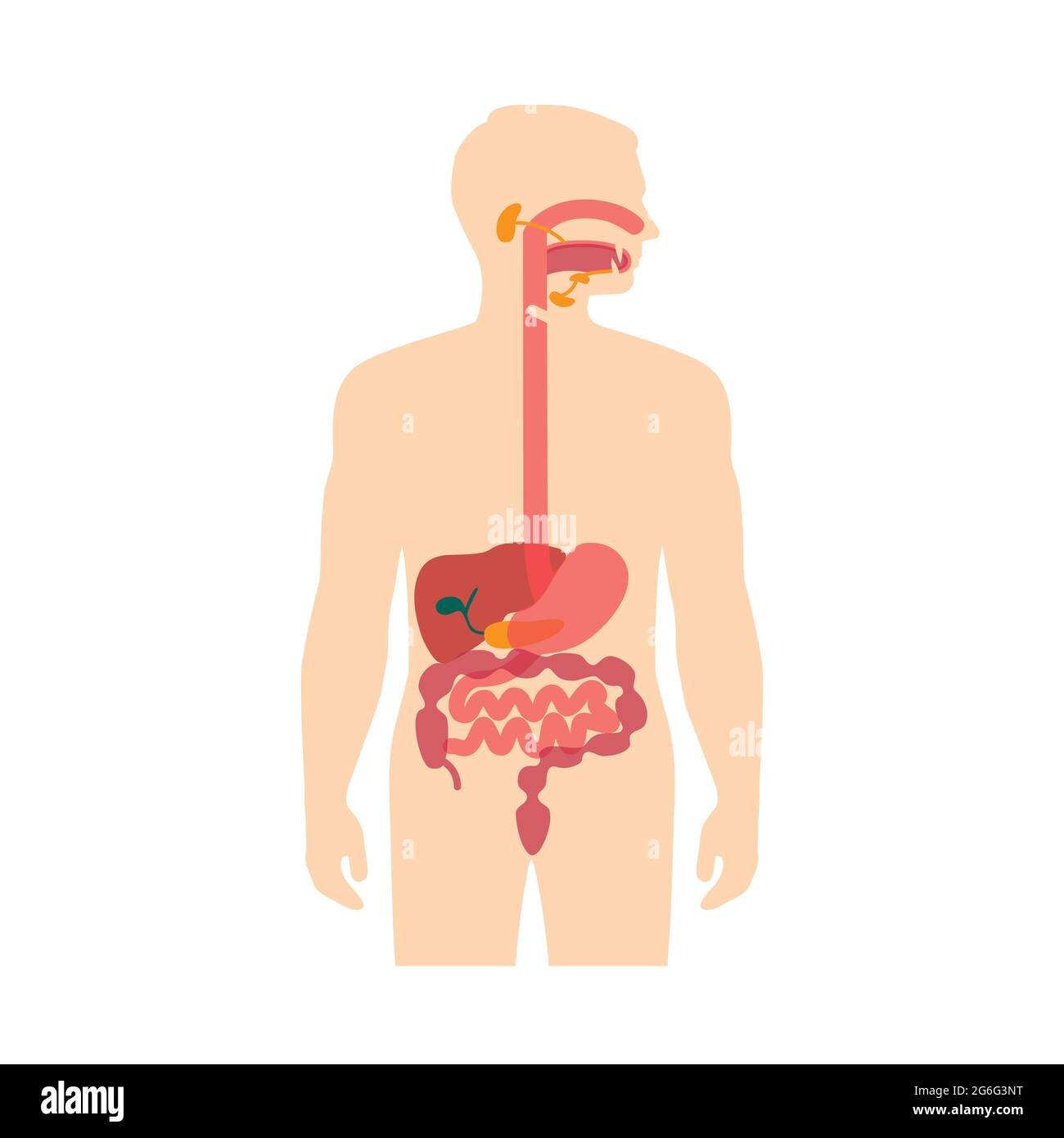 anatomia umana sistema digestivo, illustrazione del vettore dello stomaco Illustrazione Vettoriale