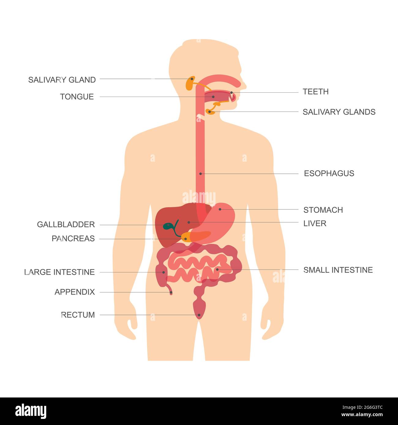 anatomia umana sistema digestivo, illustrazione del vettore dello stomaco Illustrazione Vettoriale