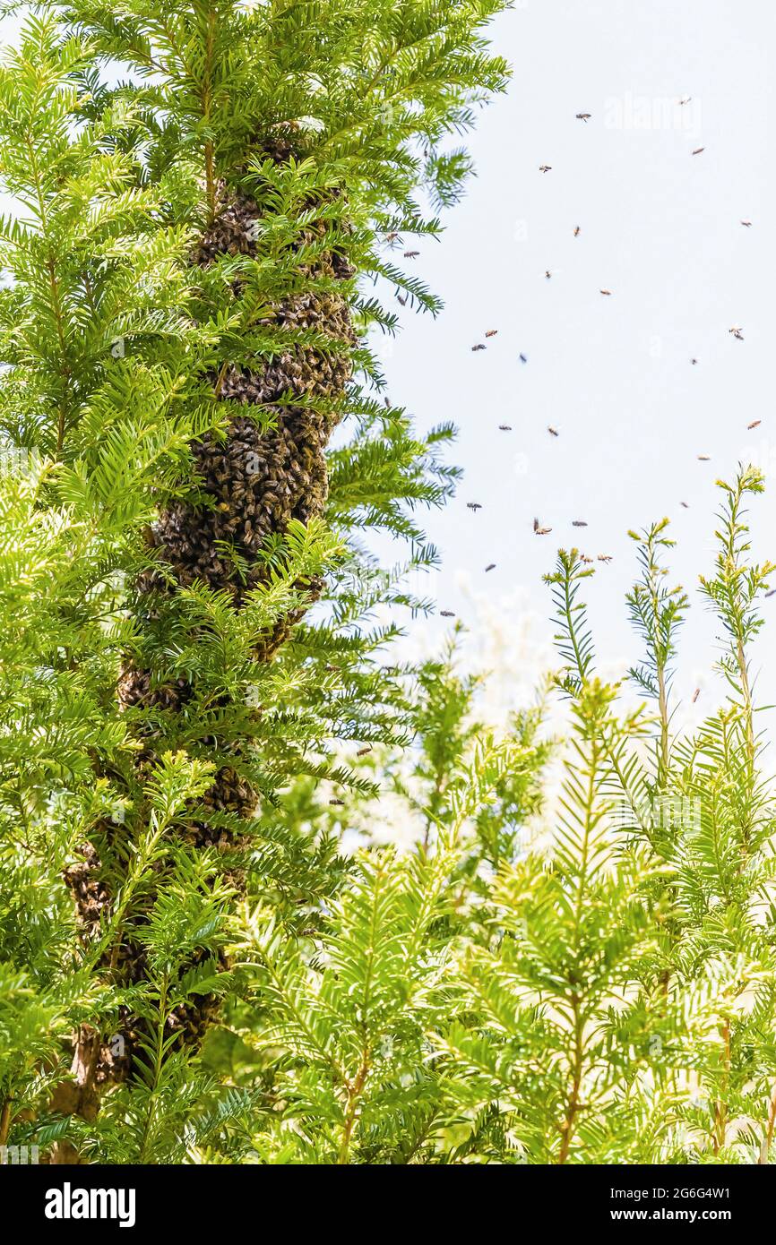 Ape di miele, ape di alveare (Apis mellifera mellifera), grappolo di api ad un albero, sciame di api che si scalda, Germania Foto Stock