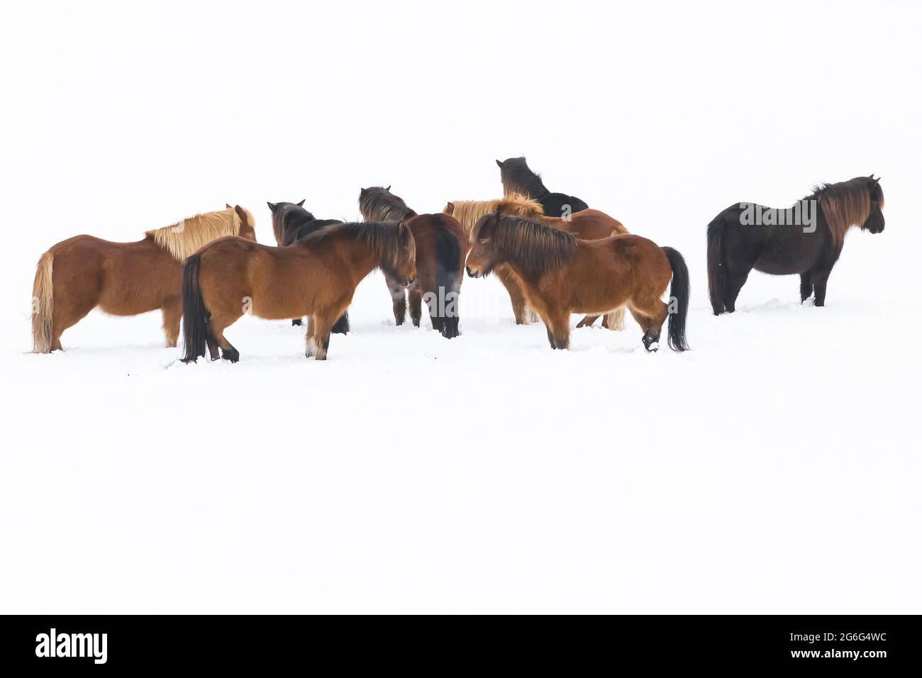 Cavallo islandese, cavallo islandese, pony islandese (Equus przewalskii F. caballus), mandria nella neve, Islanda Foto Stock
