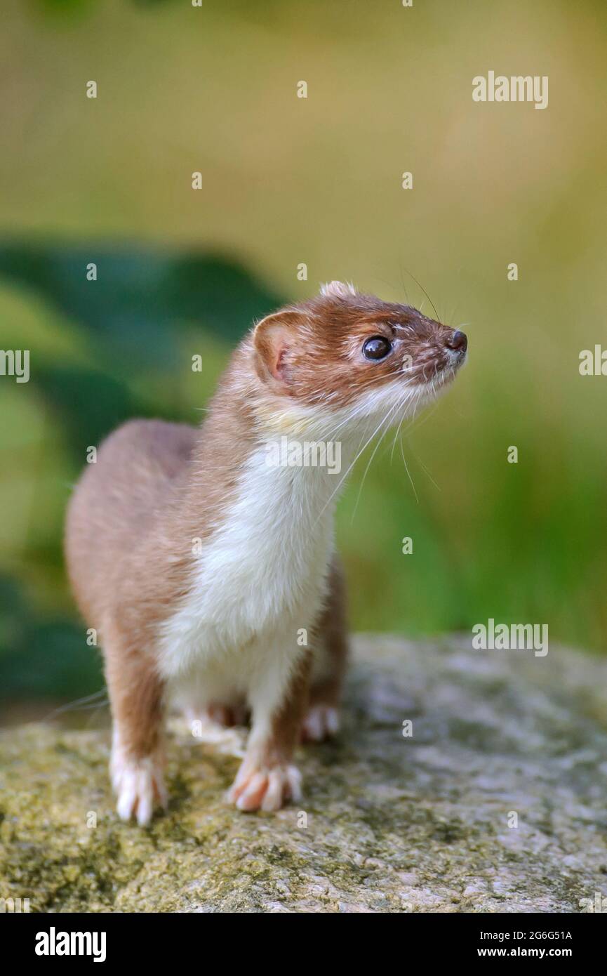 Ermine, Stoat, zizzarello a coda corta (Mustela erminea), seduta su una pietra in pelliccia estiva, Germania, bassa Sassonia Foto Stock