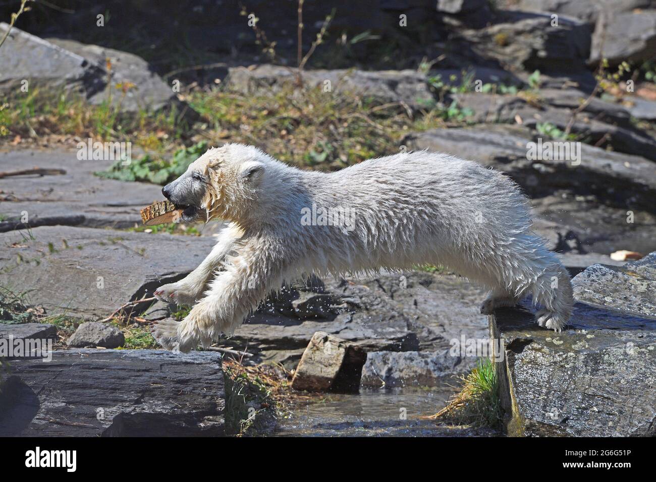 Orso polare (Ursus maritimus), cucciolo polare che salta attraverso la recinzione all'aperto con un disco di legno nella sua bocca Foto Stock