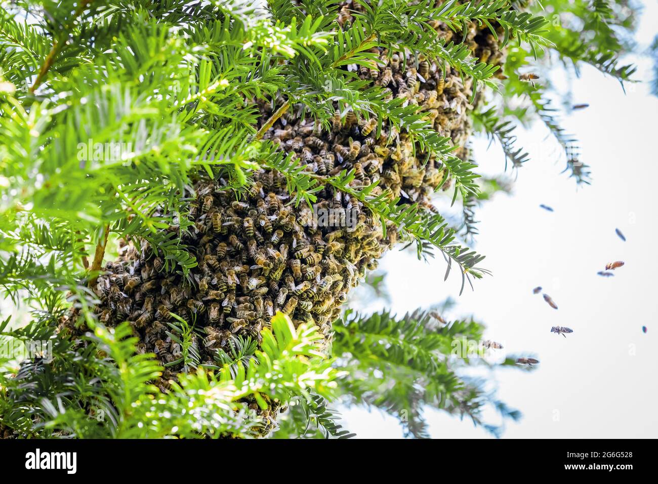 Ape di miele, ape di alveare (Apis mellifera mellifera), grappolo di api ad un albero, sciame di api che si scalda, Germania Foto Stock