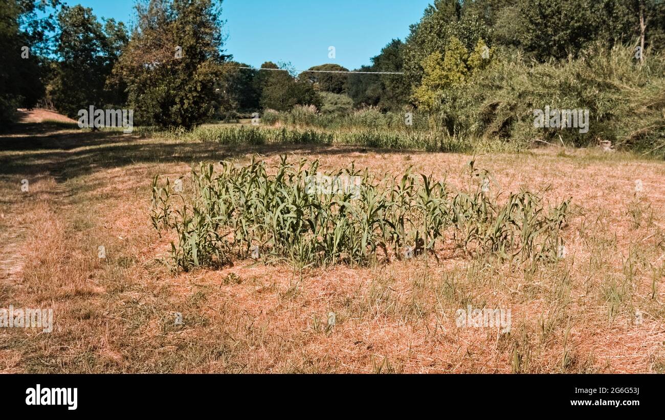 Un prato arido con spighe di grano vicino ad un bosco nella campagna italiana (Marche, Italia, Europa) Foto Stock