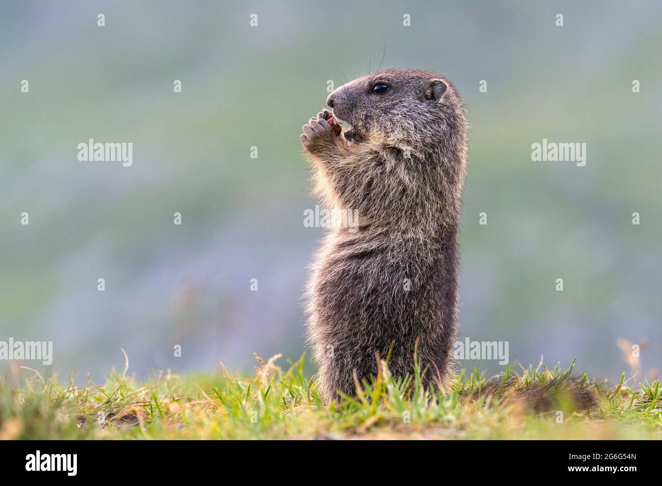 Marmotta alpina (Marmota marmota), giovane animale eretto in piedi, vista laterale, Austria, Parco Nazionale degli alti Tauri Foto Stock