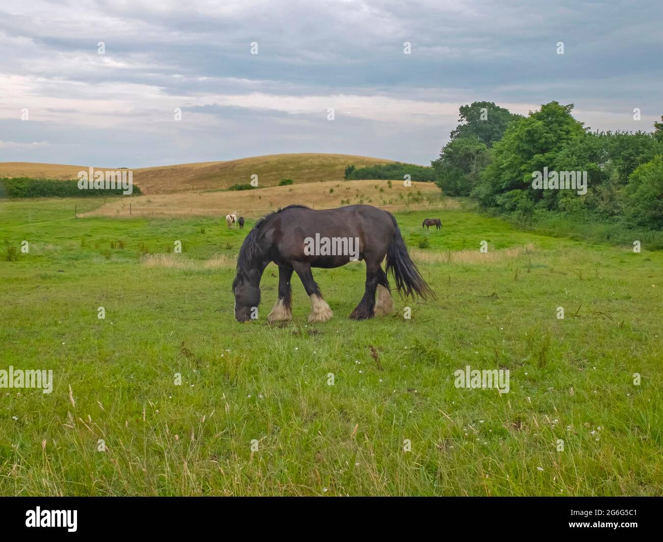 Cavallo domestico (Equus przewalskii F. caballus), cavallo hevy di fronte al paesaggio collinare di Kneese, sulla sponda orientale dello Schalsee, Germania, Foto Stock