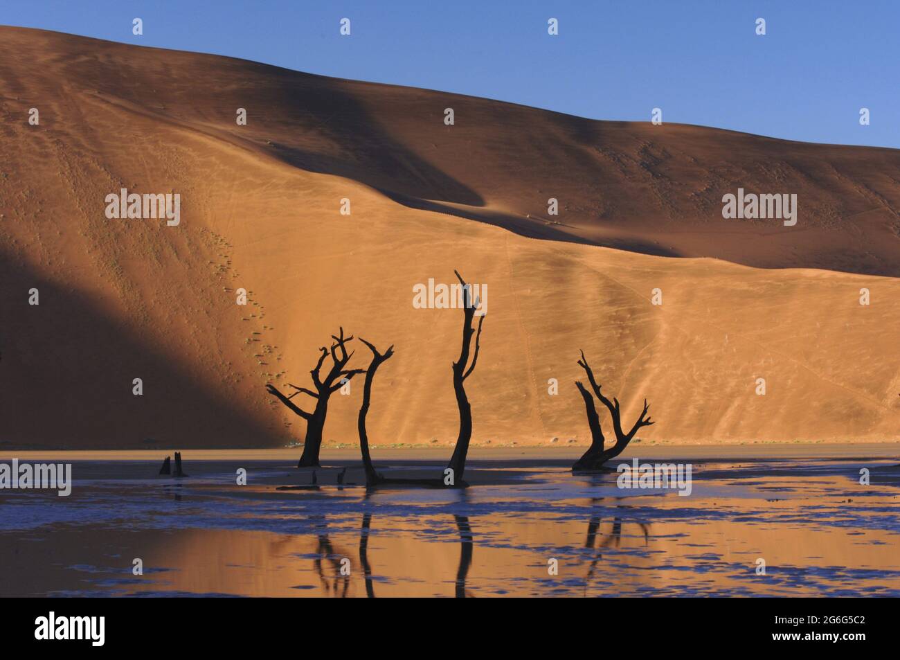 Alberi morti nel Deadvlei in stagione piovosa, Namibia Foto Stock