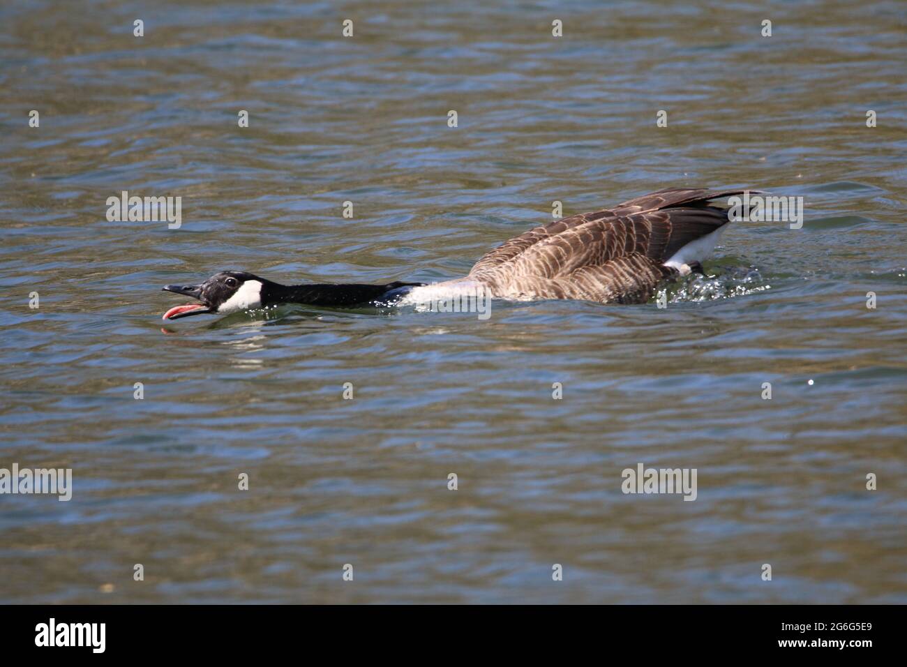 Canada Goose (Branta canadensis), difende il suo territorio aggessivly con strung-out collo e aperto legge, Germania Foto Stock