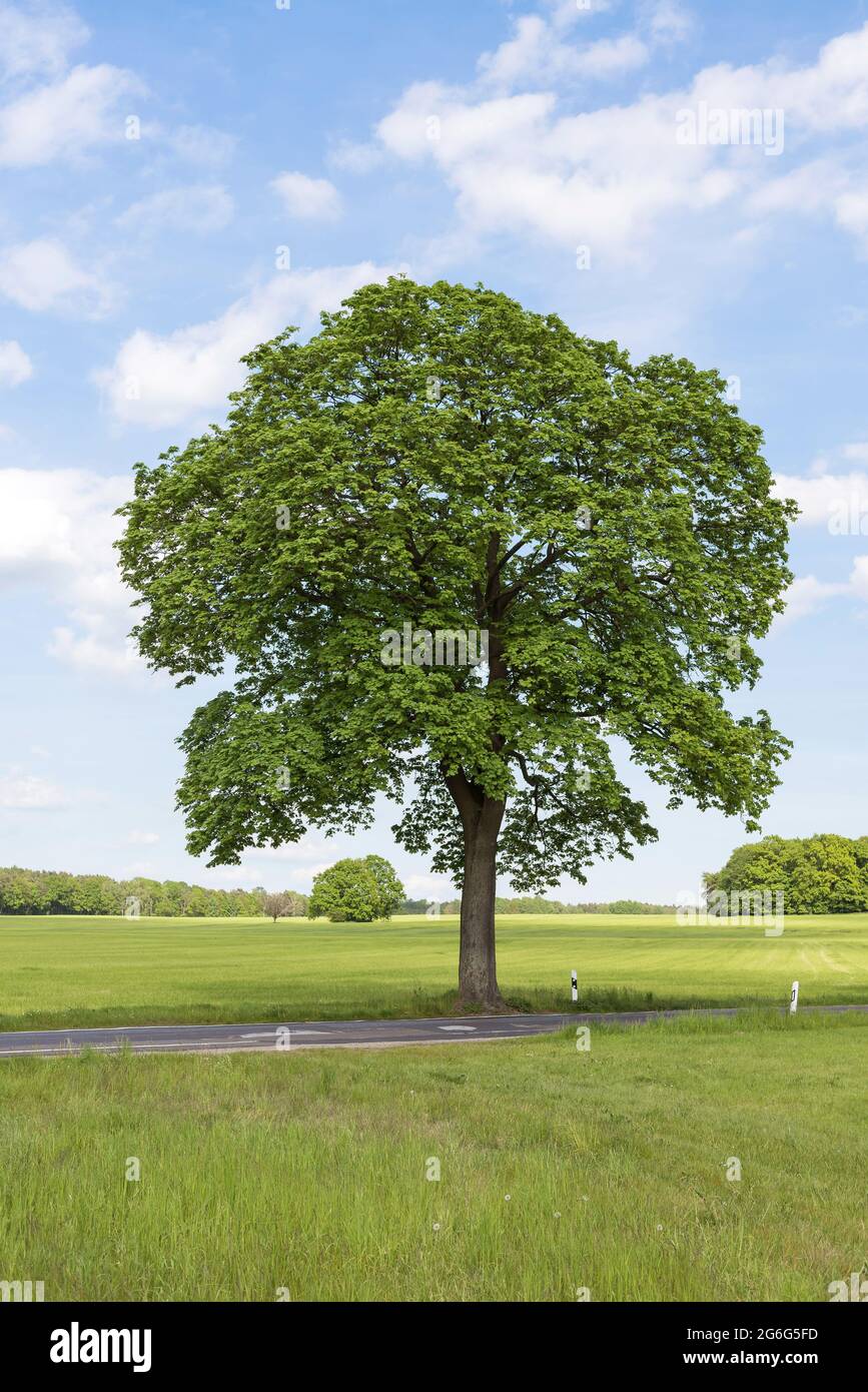Acero norvegese (Acer platanoides), albero indipendente su una strada di campagna, Germania Foto Stock