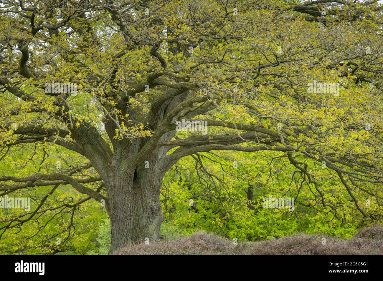 Quercia (Quercus spec.), quercia vecchia in un silvopasture, Germania, bassa Sassonia, Borkener Paradies Foto Stock