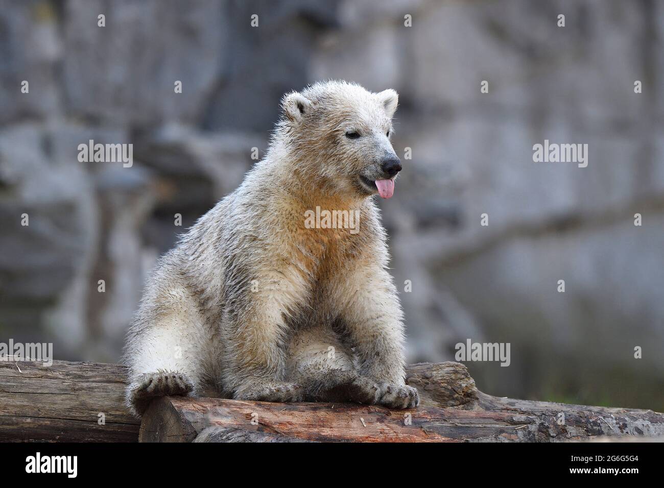 Orso polare (Ursus maritimus), cucciolo di orso polare si siede su un tronco e si stacca la sua lingua Foto Stock
