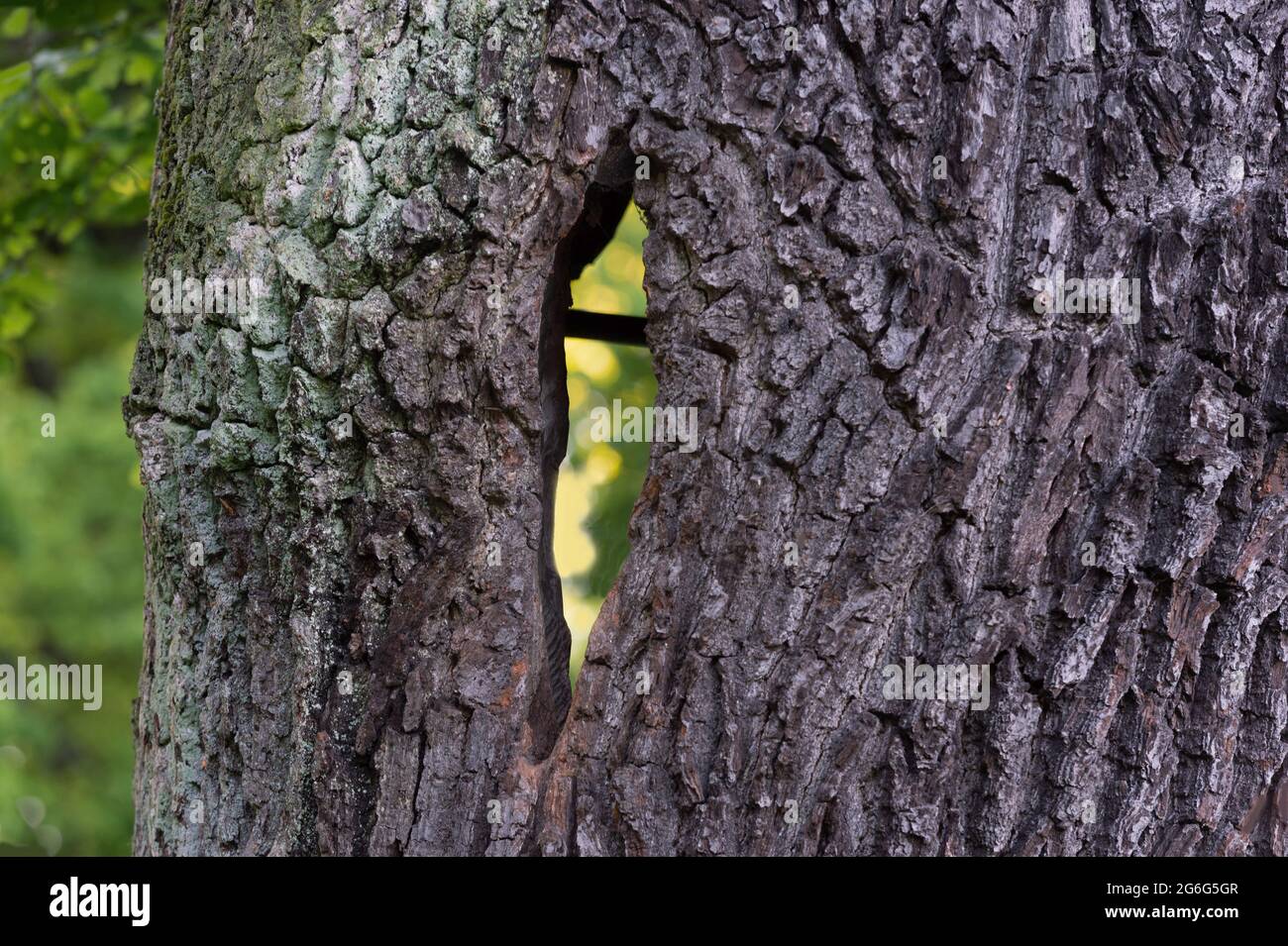 Quercia comune, quercia peduncola, quercia inglese (Quercus robur. Quercus pedunculata), vista attraverso il tronco di una quercia cava con un rinforzo in ferro al Foto Stock