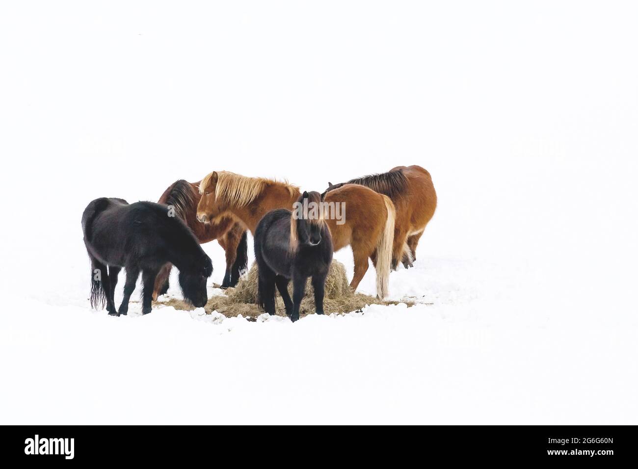 Cavallo islandico, cavallo islandese, pony islandese (Equus przewalskii F. caballus), mandria da un lato di alimentazione nella neve, Islanda Foto Stock
