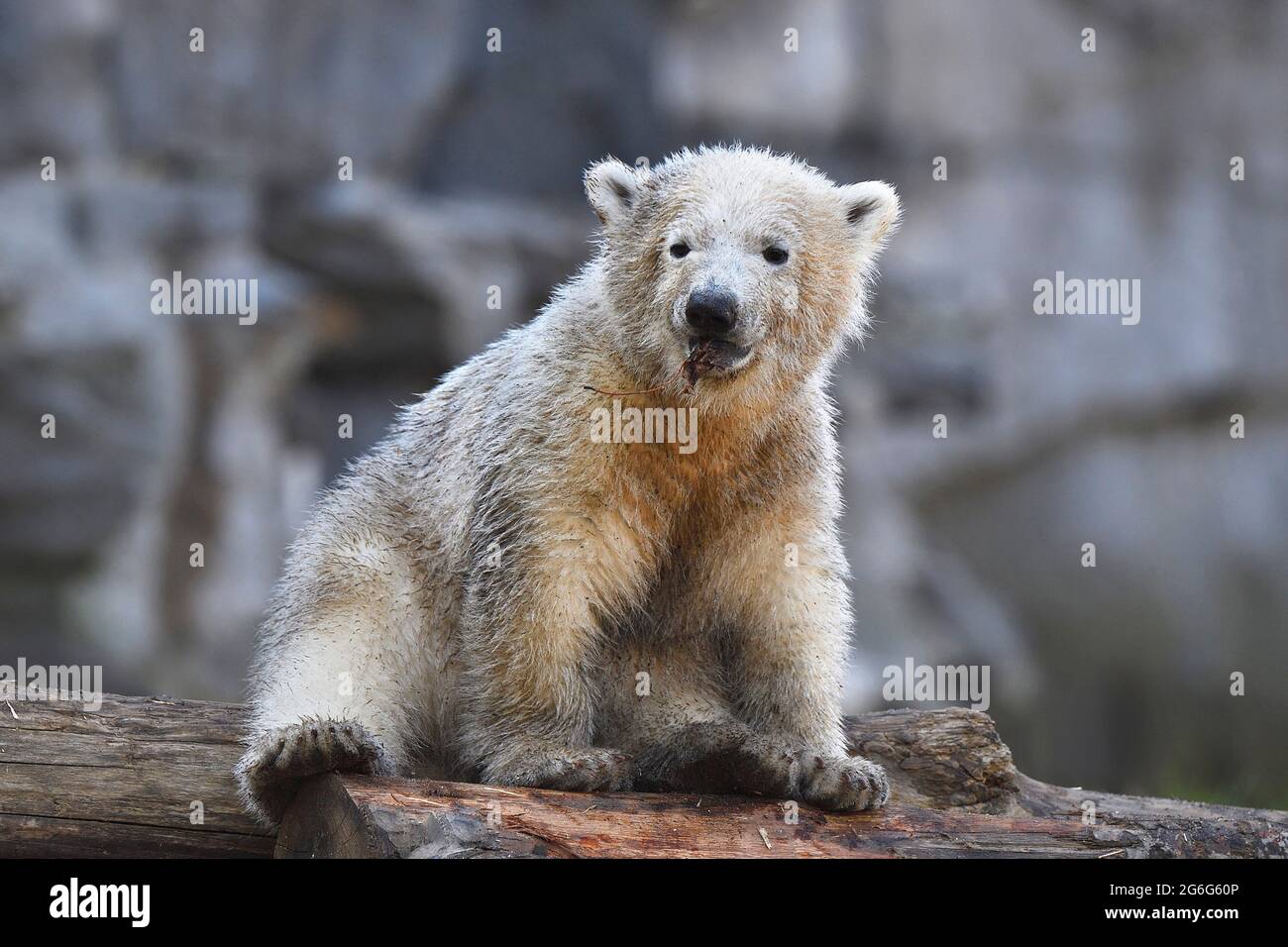 Orso polare (Ursus maritimus), cucciolo di orso polare seduto su un tronco di albero Foto Stock