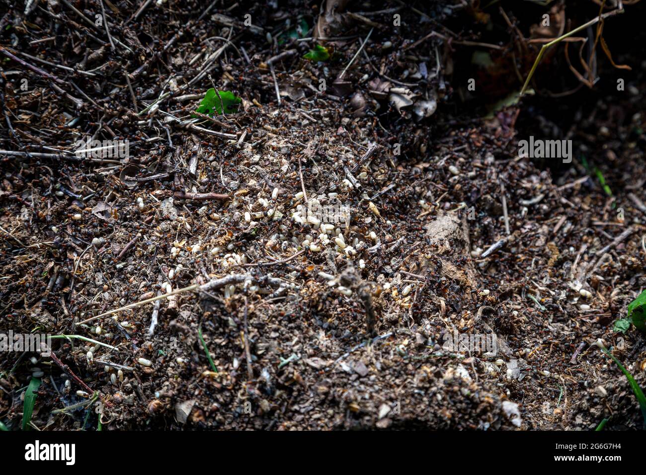 formiche di legno, uova, formiche, bianco, nido rosso d'uovo piccola natura nera, colonia, closeup, macro naturale, animale, lavoro, selvaggio, fauna selvatica, insetto, formica w Foto Stock