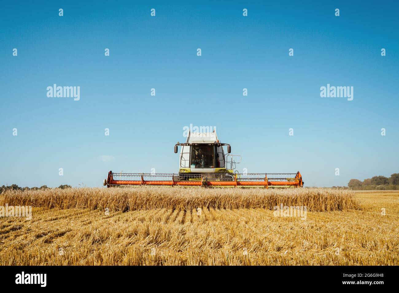 Macchina mietitrebbiatrice raccolti di grano maturo. Immagine di agricoltura Foto Stock