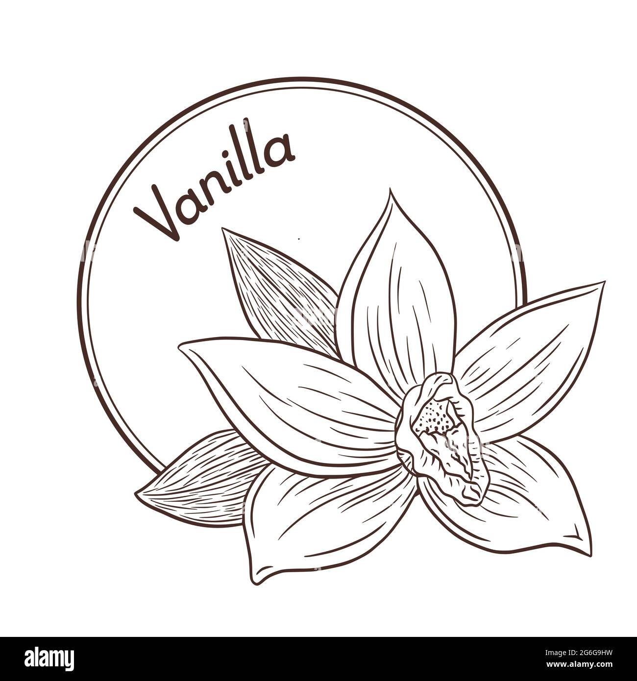 Logo e modello con emblema in fiore alla vaniglia in stile vintage. Logo Linear Style Food, emblema, etichetta. Illustrazione del vettore isolato inciso Illustrazione Vettoriale