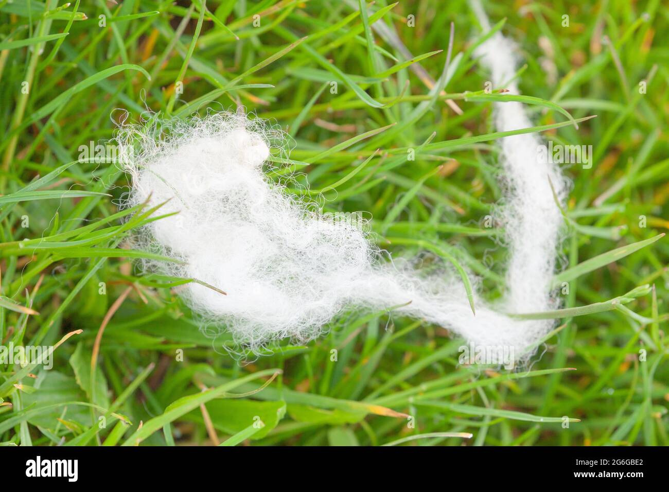 Agnelli lana primo piano sull'erba. Fibre di feltro bianco in un campo Foto Stock