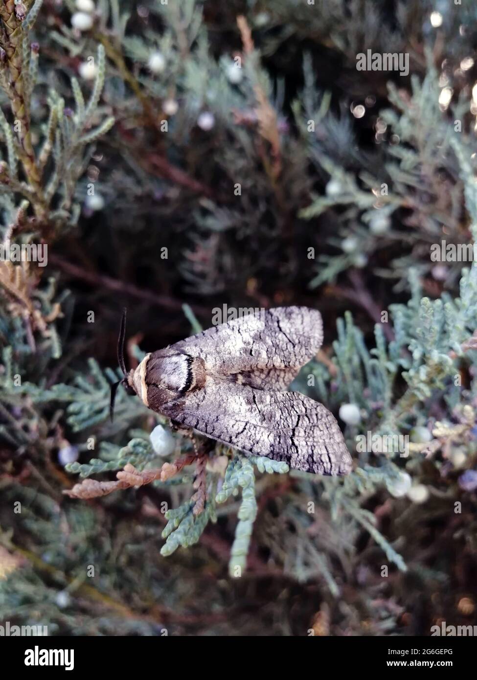 Moth seduto su un cespuglio di conifere da vicino Foto Stock
