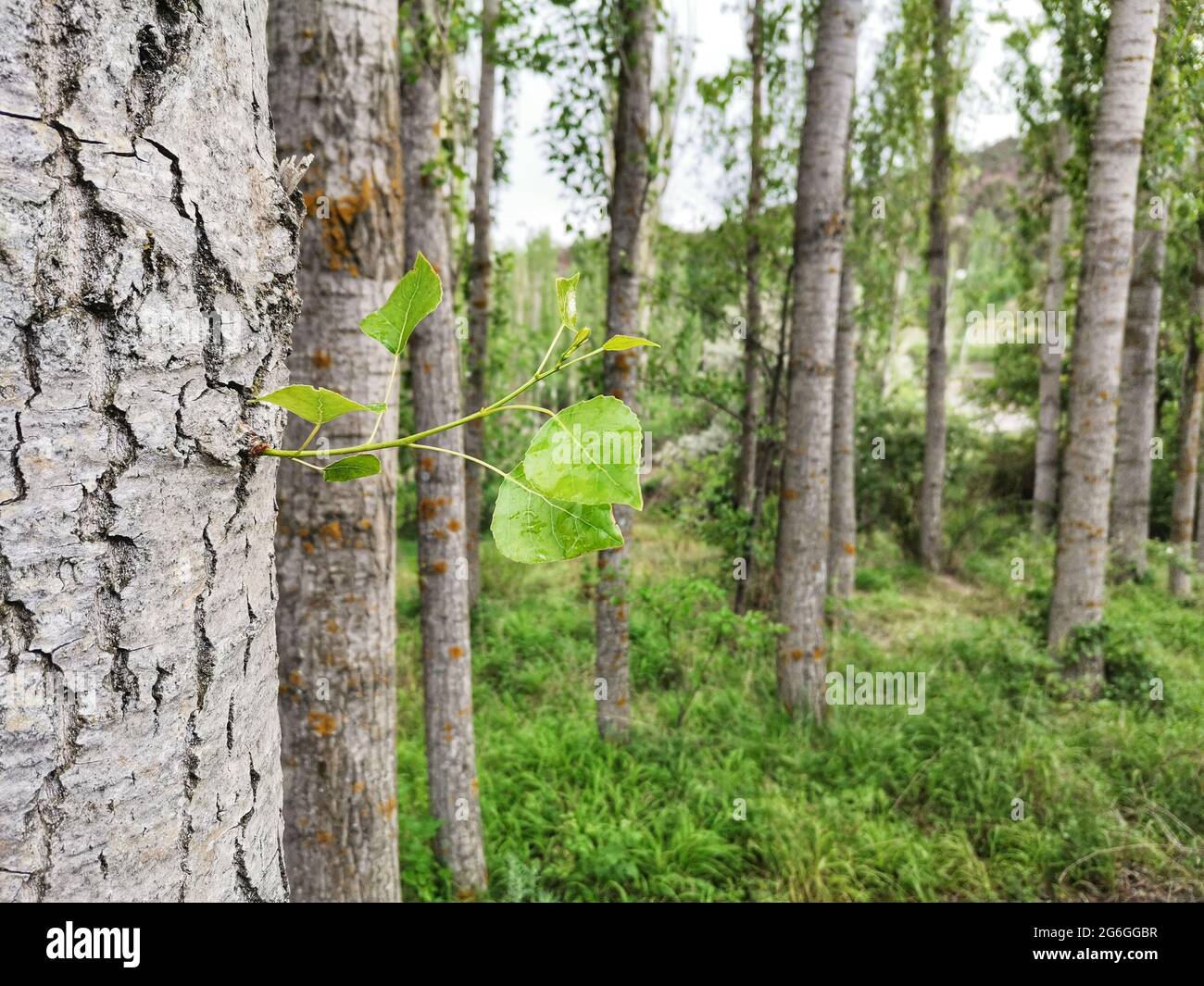 Alberi di pioppo. Segatura sul tronco di un pioppo. Foto Stock