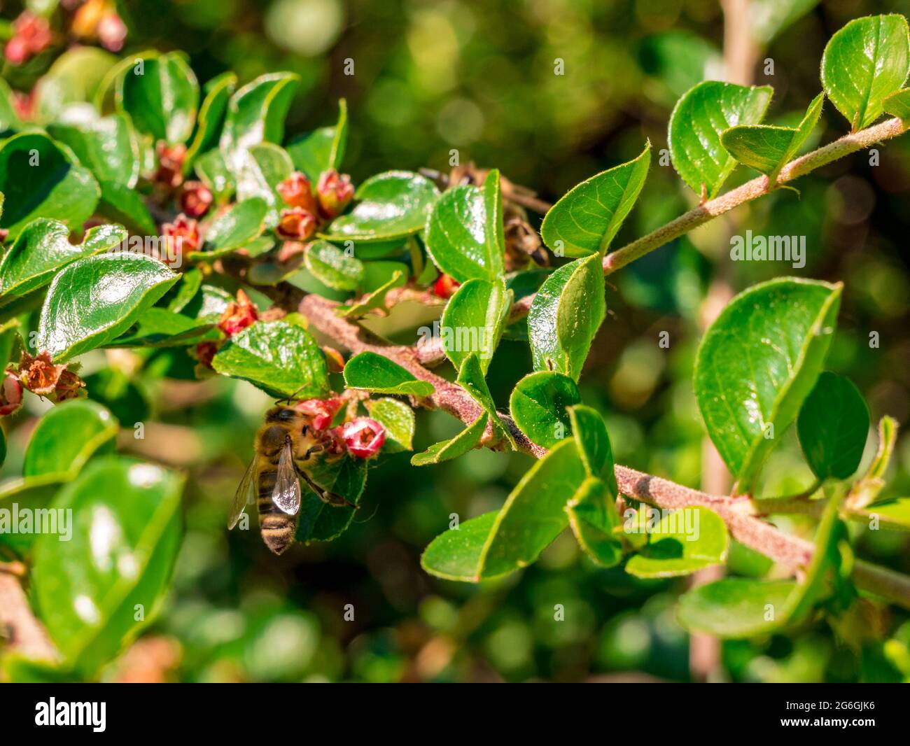 Honeybee - API mellifera su un fiore dal cespuglio Foto Stock