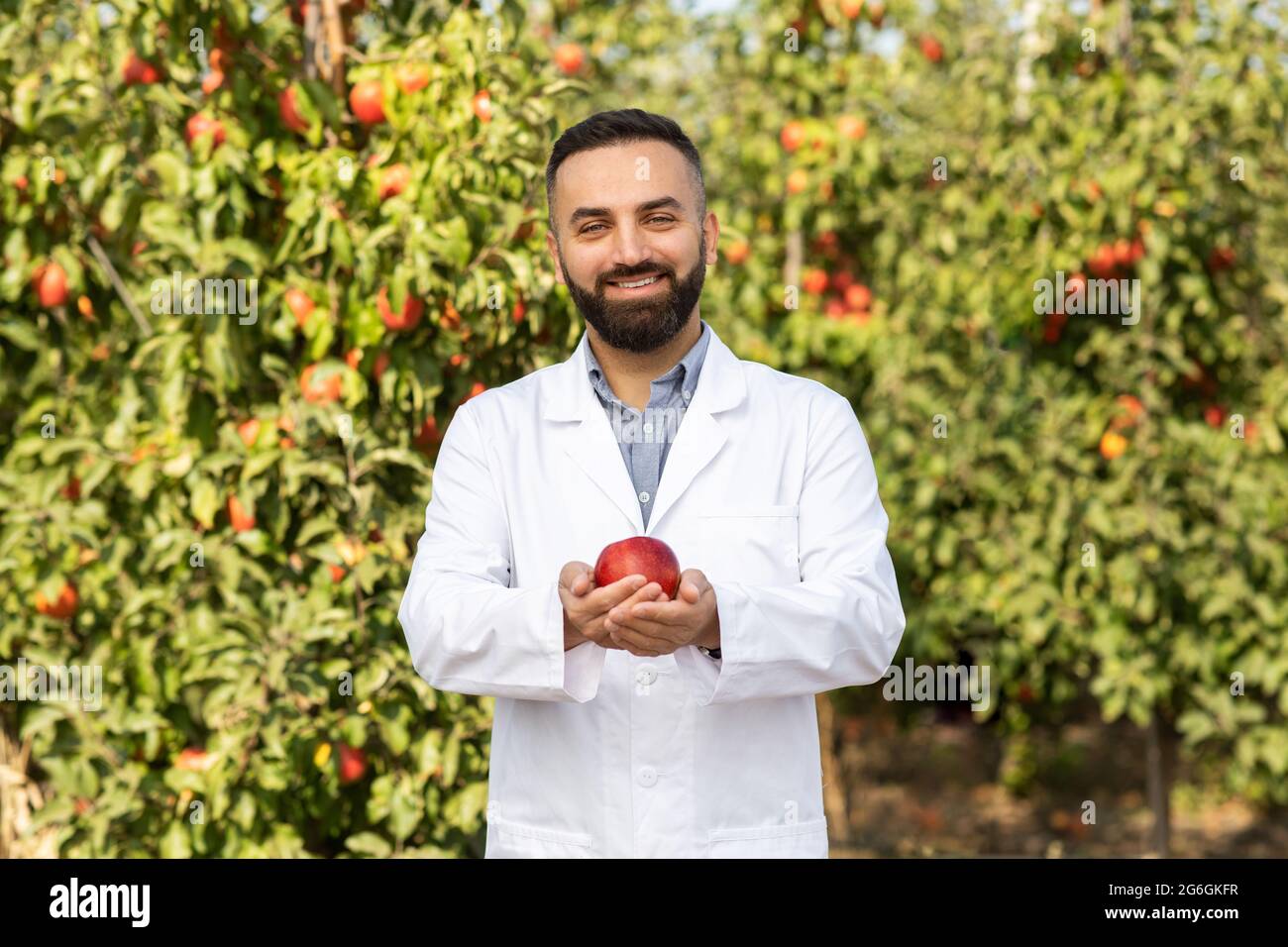 Mela succosa matura perfetta, frutta biologica di alta qualità in giardino Foto Stock