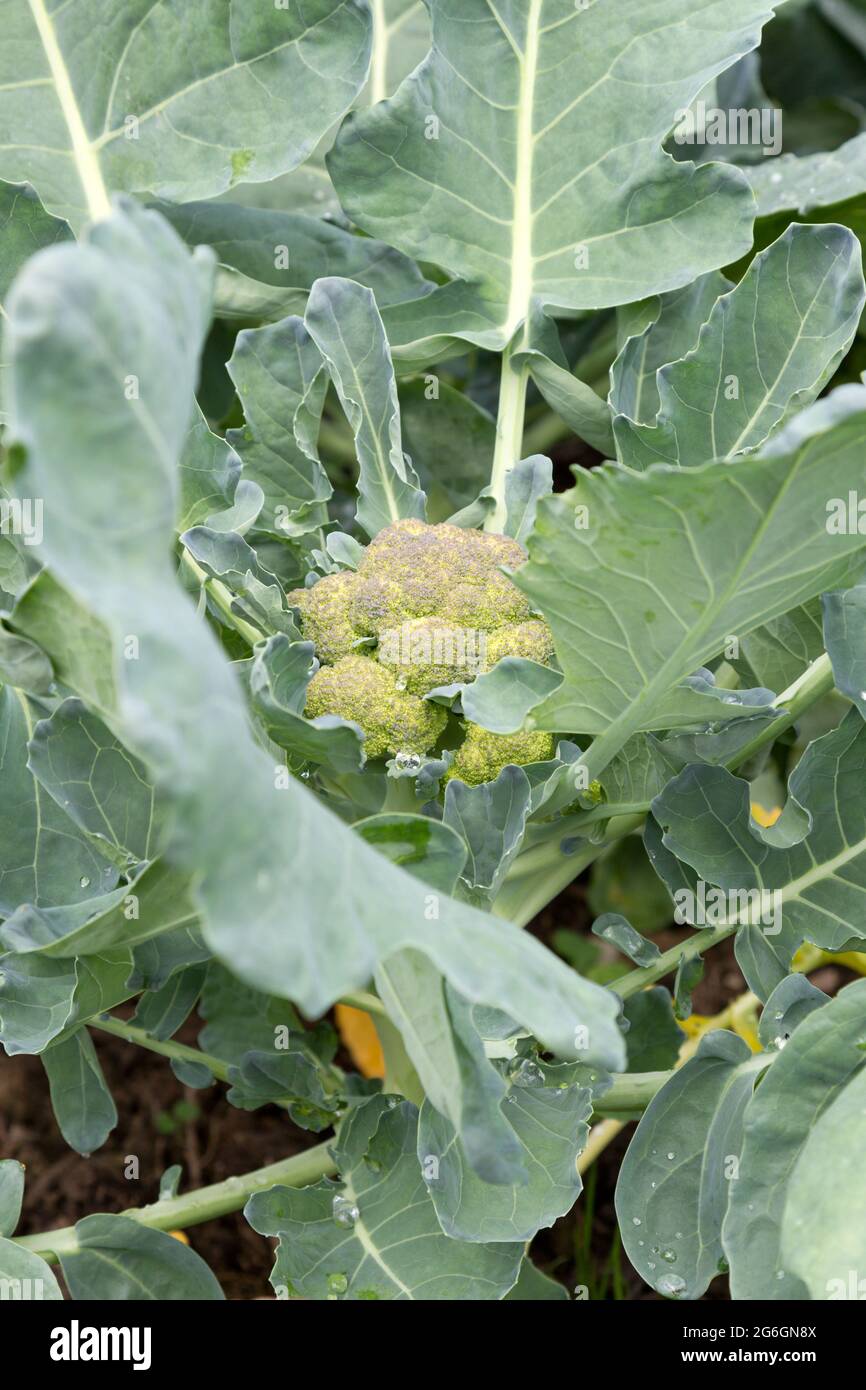 broccoli pianta che cresce Foto Stock