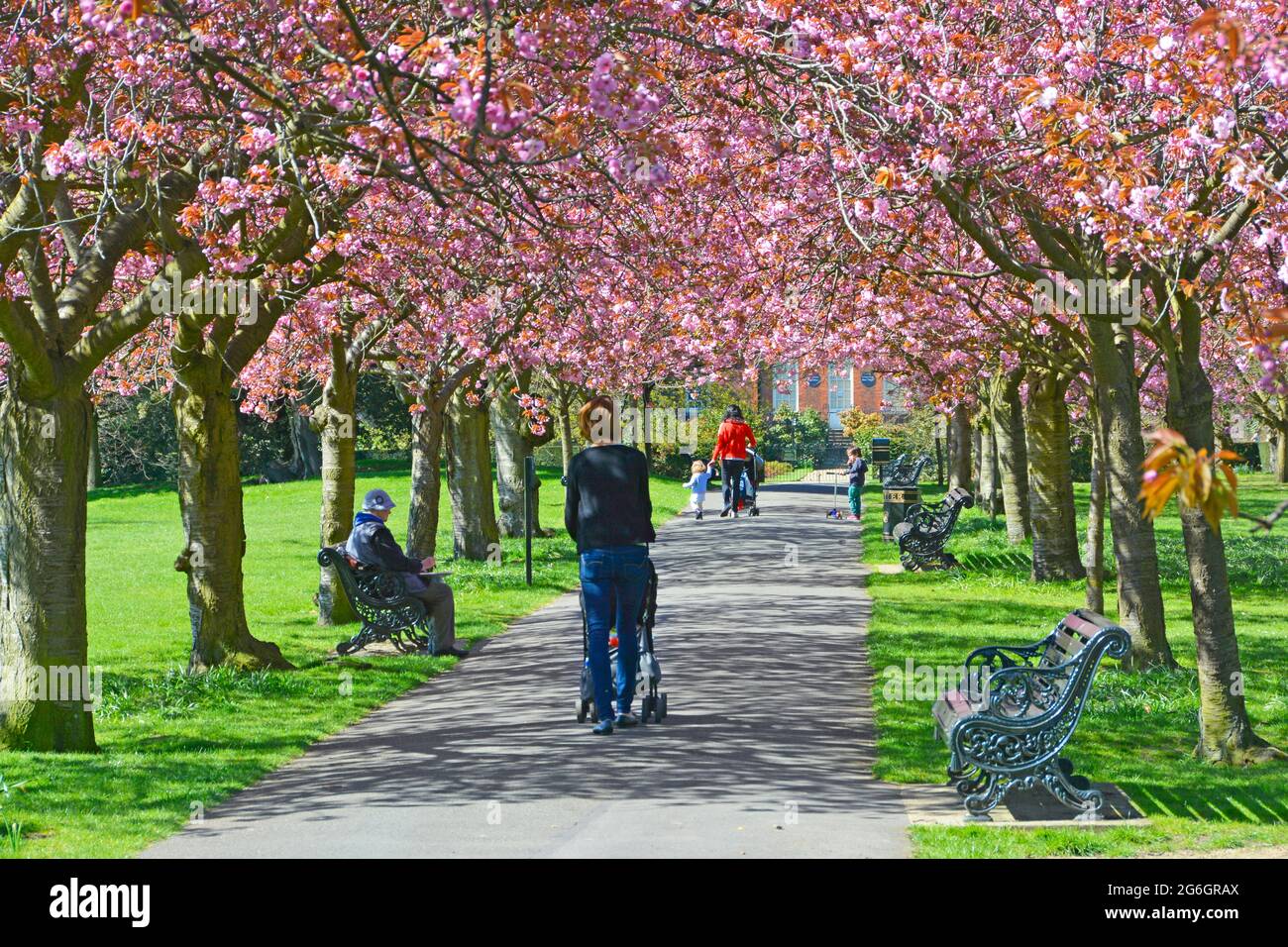Due mums bambini e passeggini camminano lungo il sentiero del parco sotto il baldacchino della fioritura dei ciliegi primaverili su vecchi alberi nel Greenwich Park Londra Inghilterra Regno Unito Foto Stock