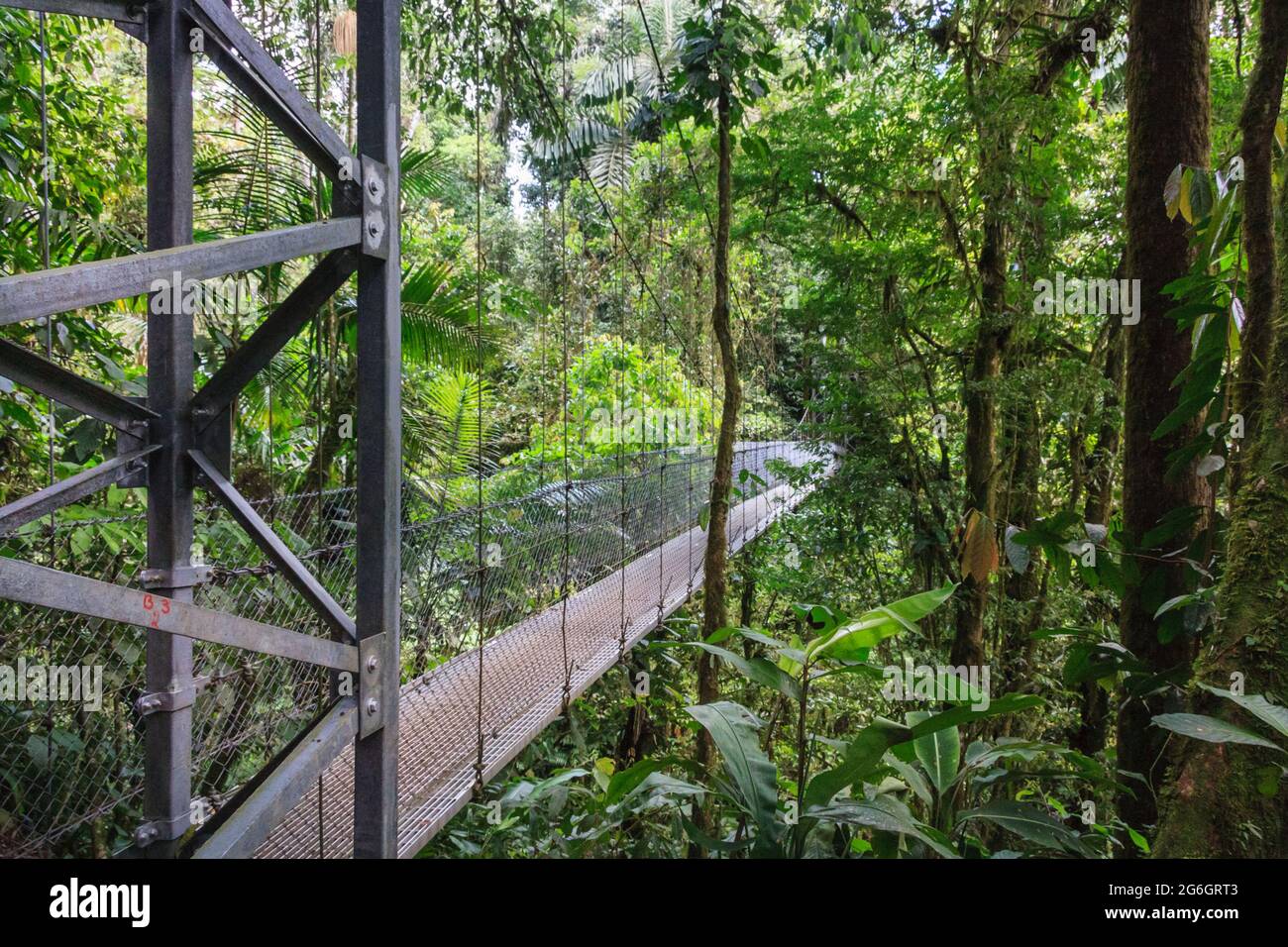 Puente Tarantula, ponte di Tarantula a Monteverde Cloud Forest Riserva biologica, Costa Rica Foto Stock