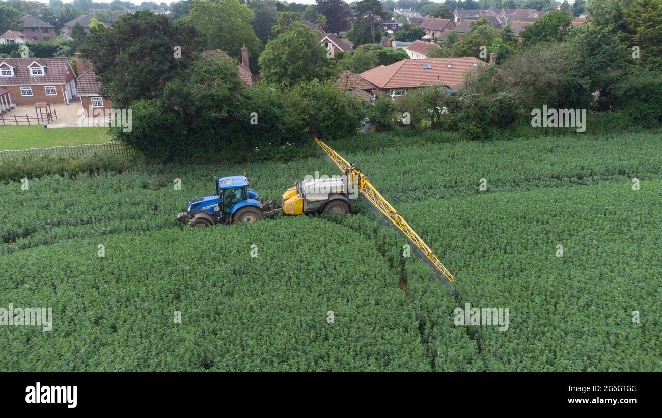 Immagine aerea del trattore e dell'irroratrice New Holland blu in un campo di fagioli a molla Foto Stock