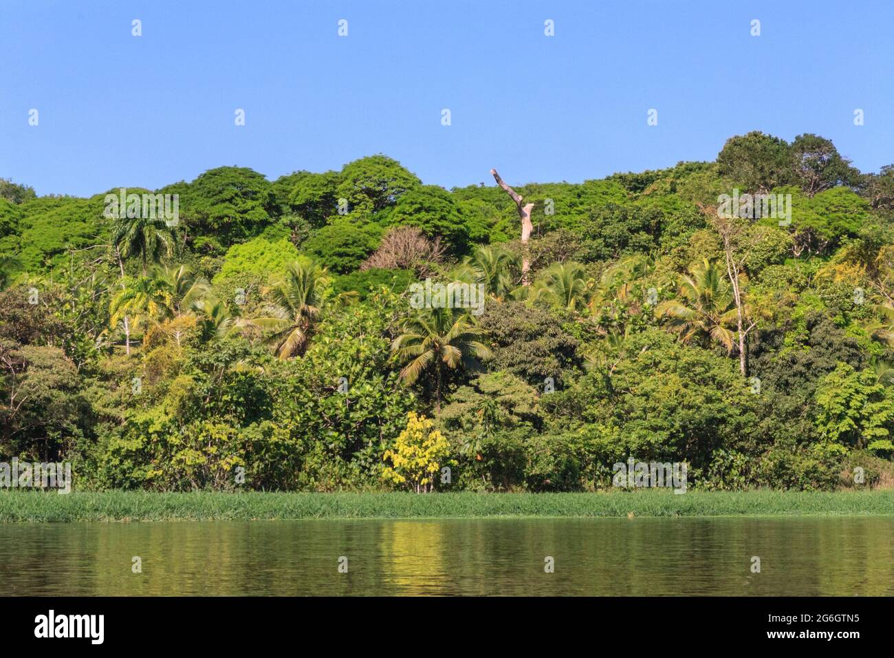 Fitta foresta della giungla lungo un fiume d'acqua dolce nel Parco Nazionale di Tortogero, Limon, Costa Rica Foto Stock