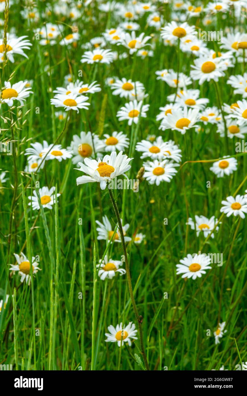 Leucanthemum vulgare o osseye Daisy anche noto come cane daisy o daisy luna comunemente trovato in prati e pascoli. Foto Stock