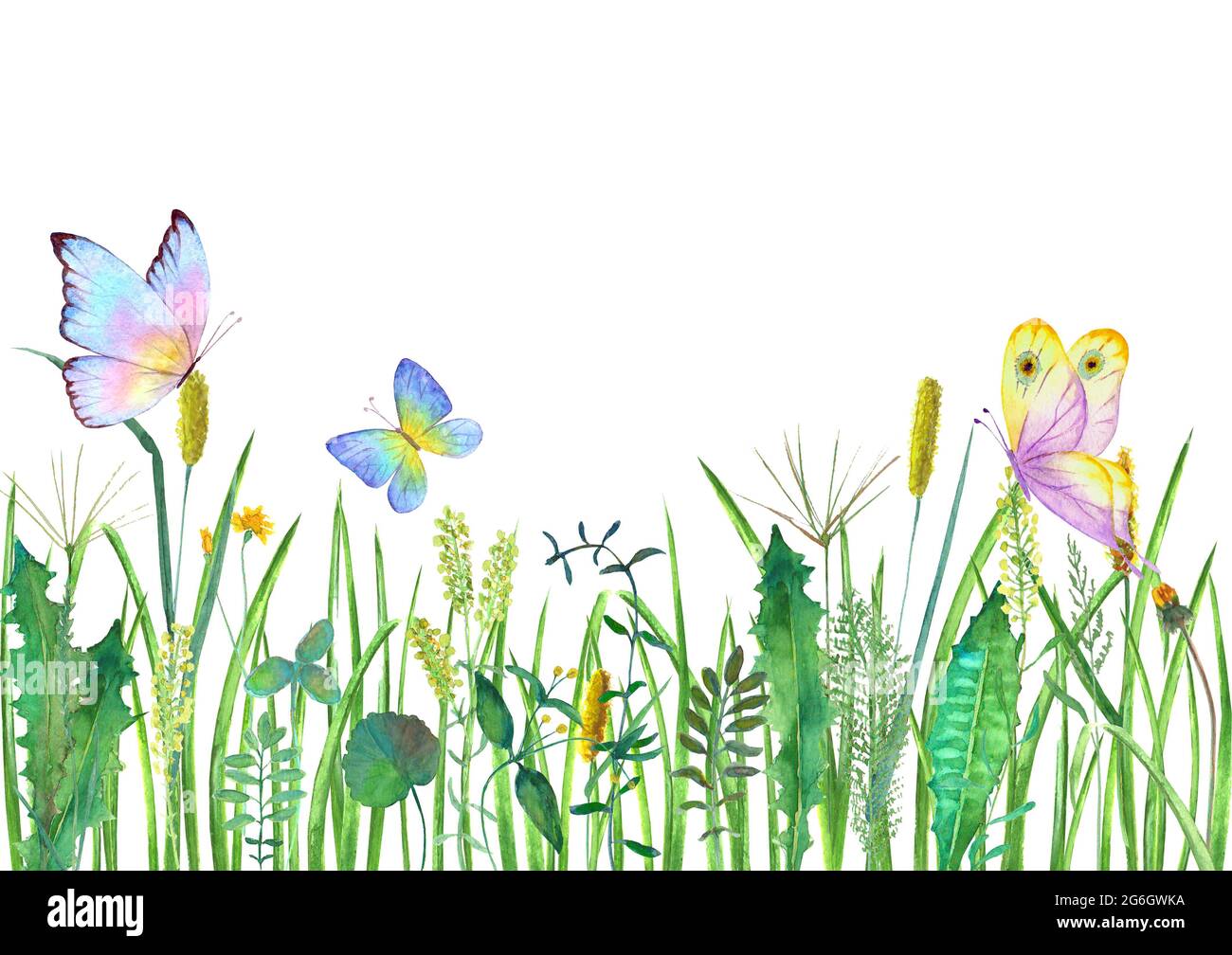Fiori selvatici prato, erbe, erbe con farfalle colorate. Acquerello disegnata a mano illustrazione botanica su sfondo bianco. Acquerello floreale lui Foto Stock
